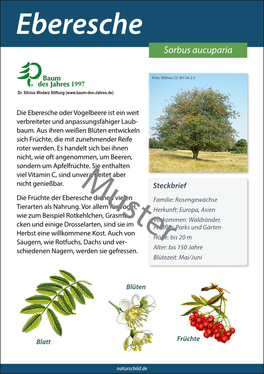 Eberesche