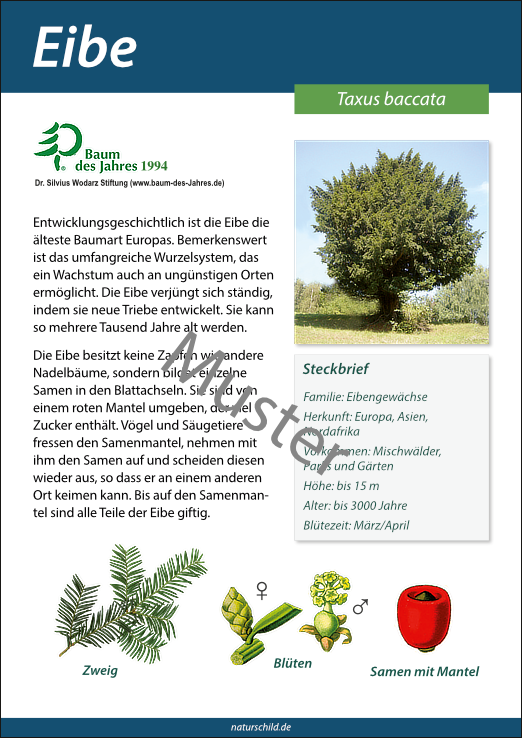 Eibe