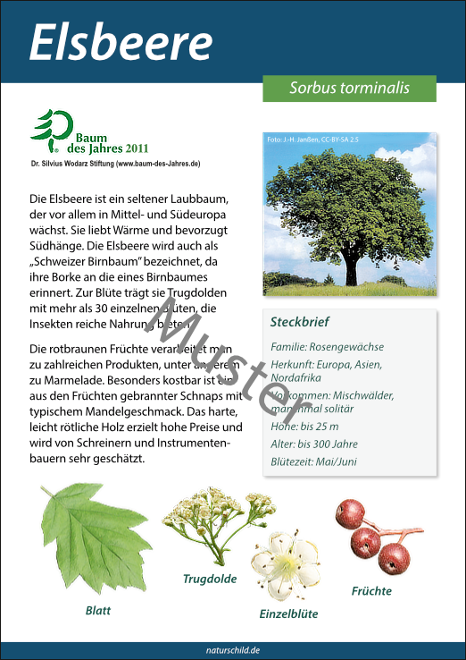 Elsbeere