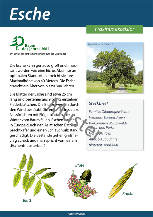 Esche