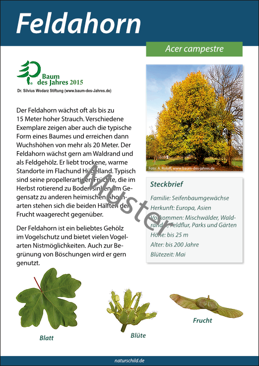 Feldahorn