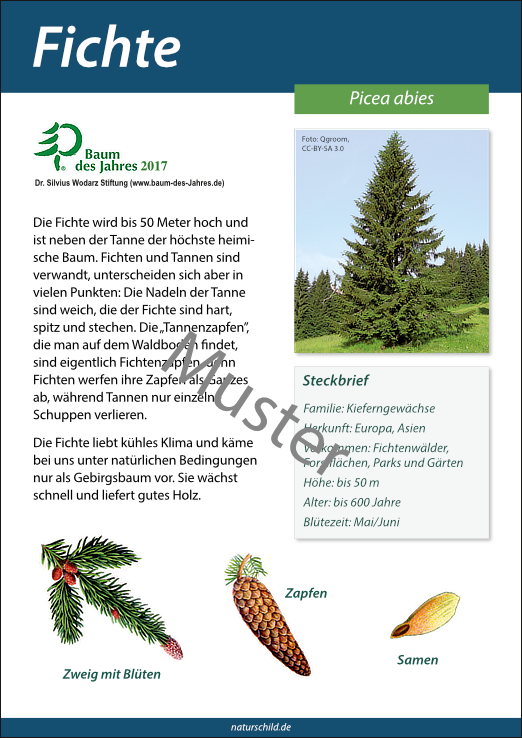 Fichte