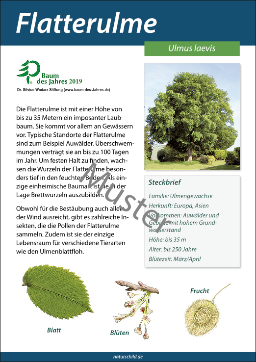 Flatterulme