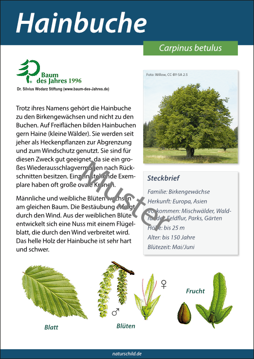 Hainbuche