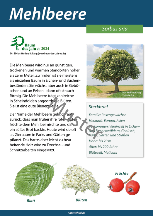 Mehlbeere
