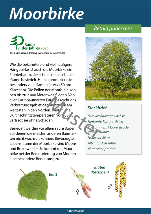 Moorbirke