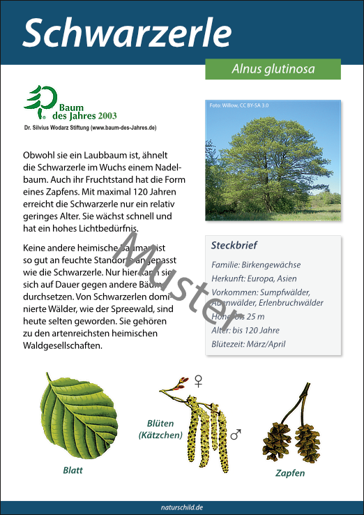 Schwarzerle
