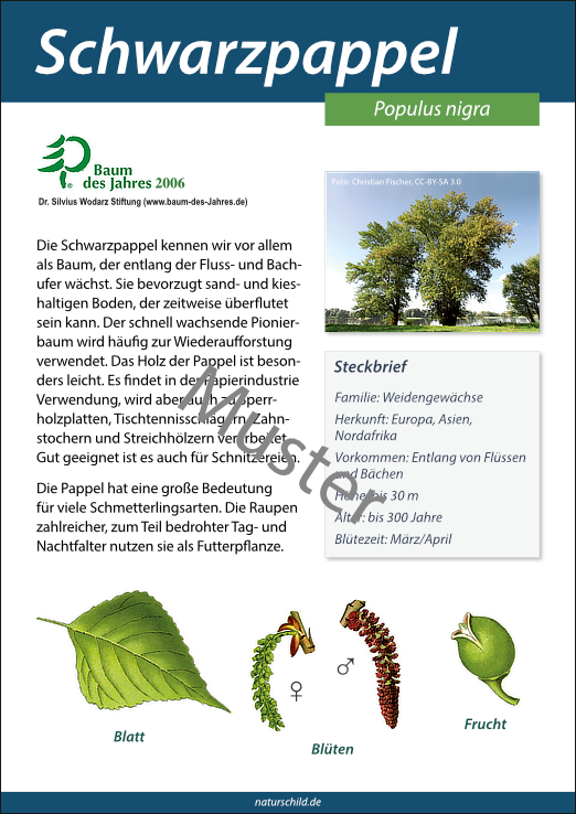 Schwarzpappel