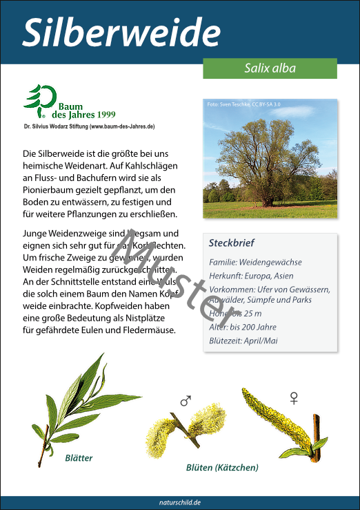 Silberweide