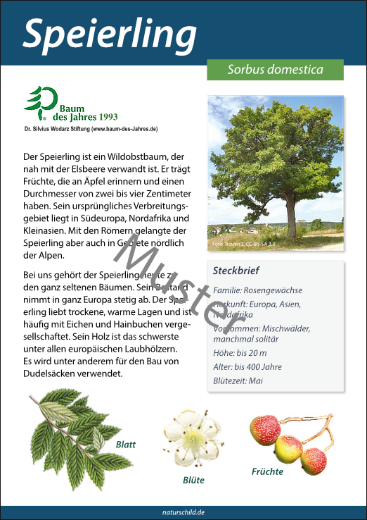 Speierling