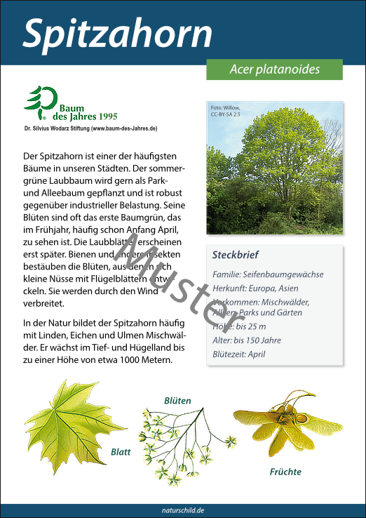 Spitzahorn