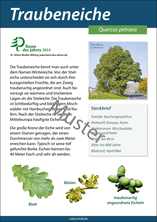Traubeneiche