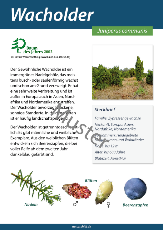 Wacholder