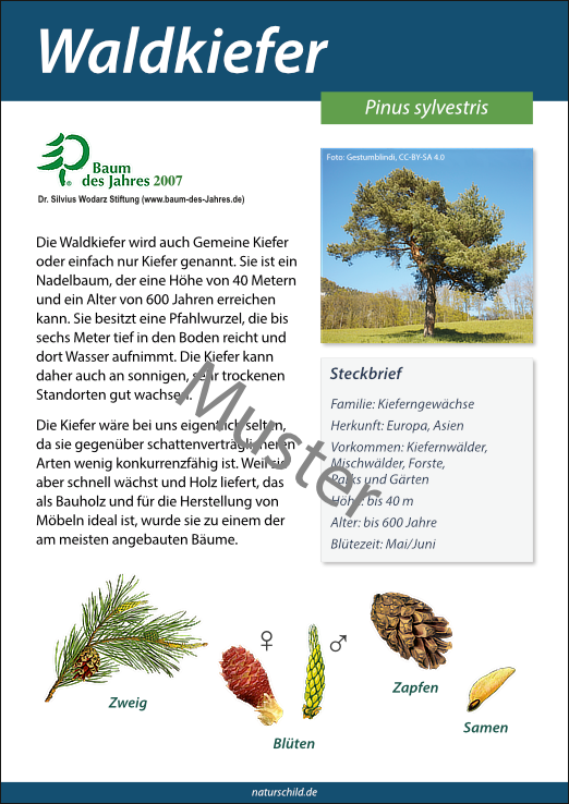Waldkiefer