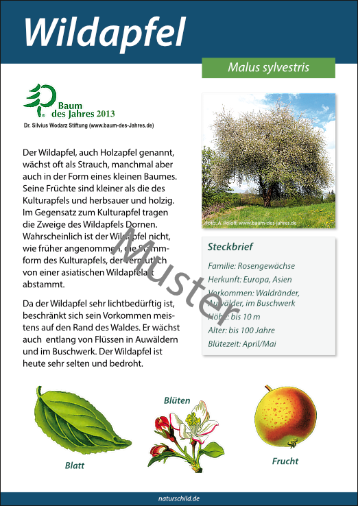 Wildapfel