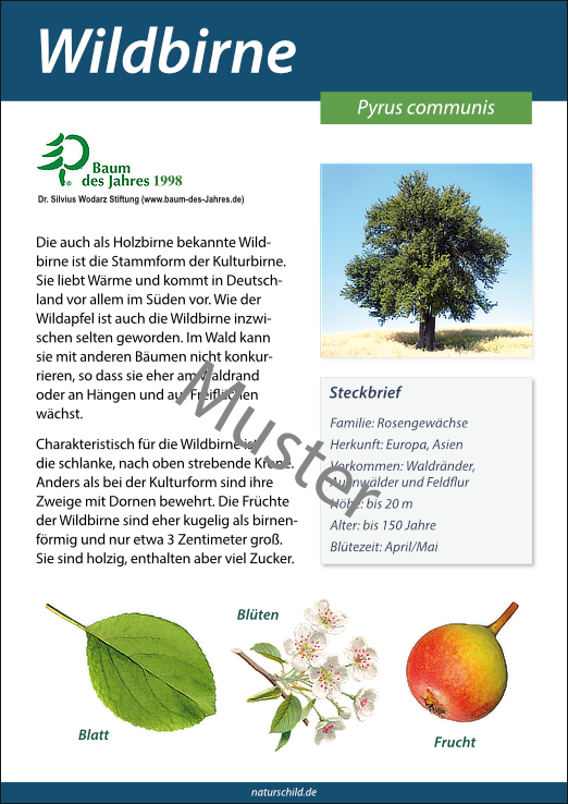Wildbirne
