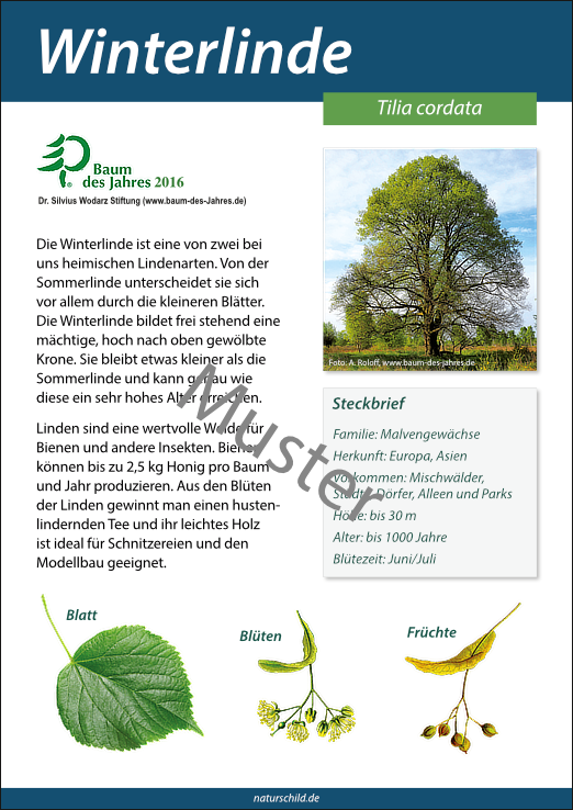 Winterlinde