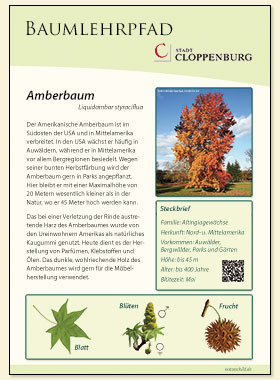 Amberbaum