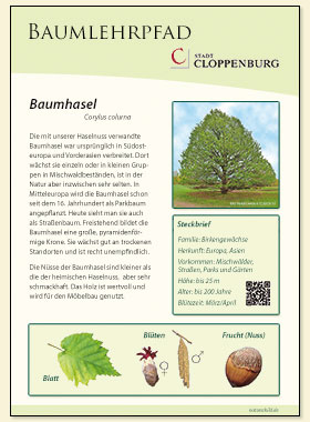 Baumhasel