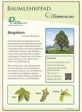 Bergahorn