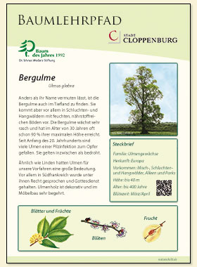 Bergulme