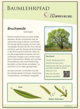 Bruchweide
