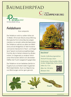 Feldahorn