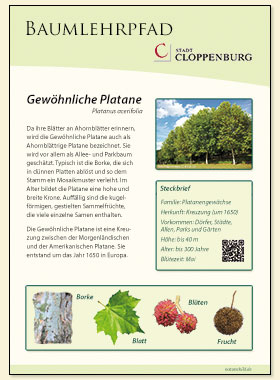 Gewöhnliche Platane
