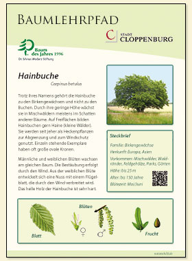 Hainbuche
