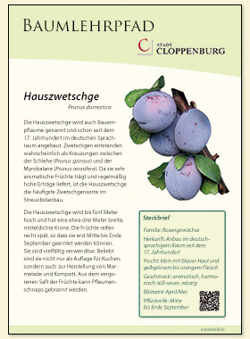 Hauszwetschge