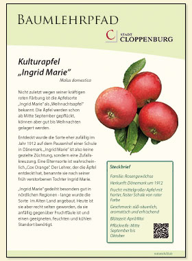 Kulturapfel Ingrid Marie