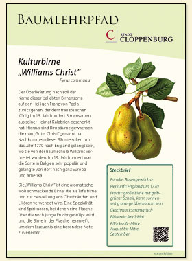 Kulturbirne Williams Christ