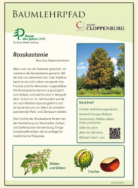 Rosskastanie