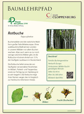 Rotbuche