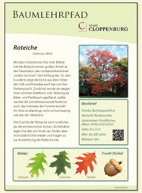 Roteiche