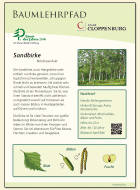 Sandbirke