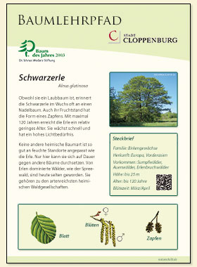 Schwarzerle
