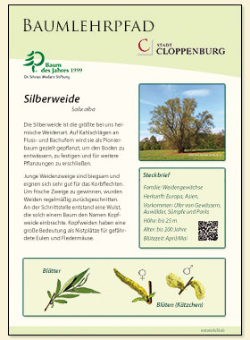 Silberweide