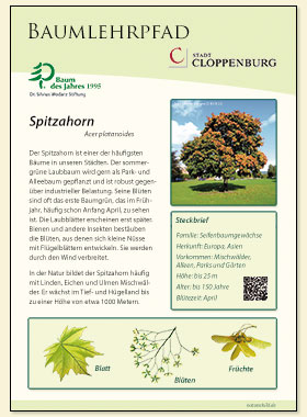 Spitzahorn