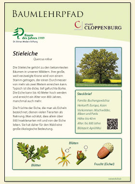 Stieleiche