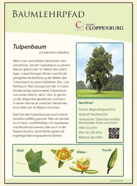Tulpenbaum