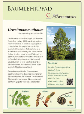 Urweltmammutbaum