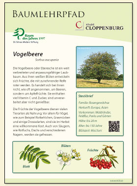Vogelbeere