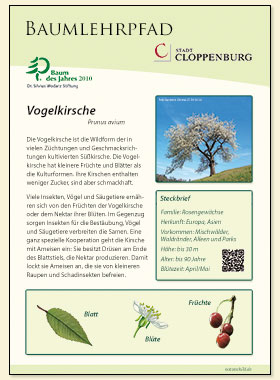 Vogelkirsche