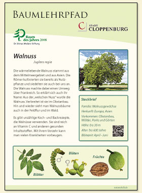 Walnuss