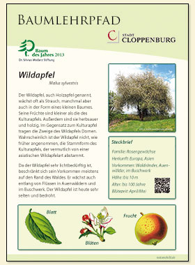 Wildapfel
