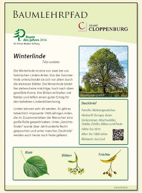 Winterlinde