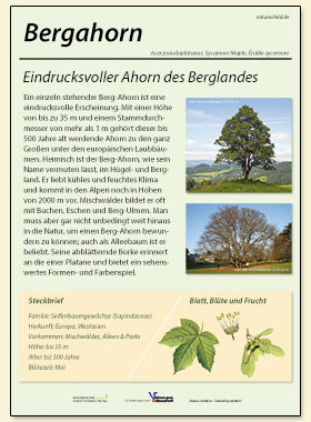 Bergahorn