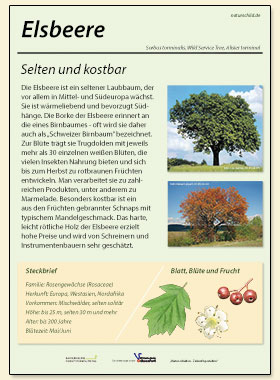 Elsbeere
