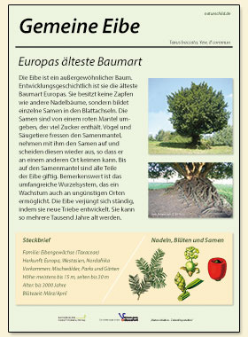 Gemeine Eibe